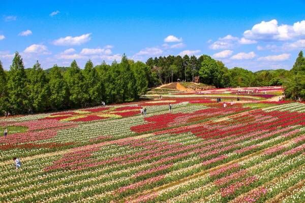 広島・世羅高原農場「チューリップ祭」200品種75万本が開花、20万本を使った巨大な花絵も