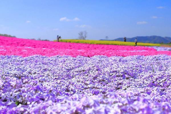広島県世羅町「Flower village 花夢の里」100万本のネモフィラと芝桜が咲く春イベント