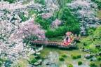 縁結びの“幸せ桜”が咲く「東郷さくらまいり」原宿・東郷記念館で、ビームスとのコラボお守りも