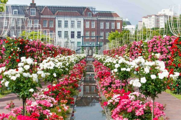 長崎・ハウステンボス「バラ祭」2000種100万本のバラが満開に、初夏のワイン祭も