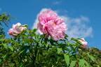 茨城“世界最大級”「つくば牡丹園」オープン、約800種類6万株の牡丹・シャクヤクが咲き誇る