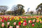 「チューリップフェスタ」大阪・万博記念公園にチューリップ約8万本、ネモフィラやポピーの花も一面に