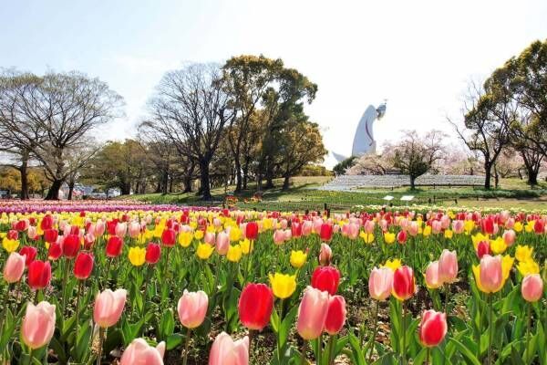 「チューリップフェスタ」大阪・万博記念公園にチューリップ約8万本、ネモフィラやポピーの花も一面に