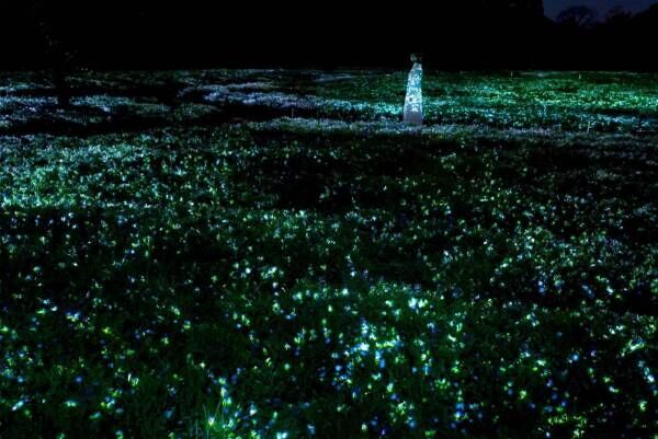光り輝く一面のネモフィラ「チームラボ ボタニカルガーデン 大阪」長居植物園で、光と音色が伝播