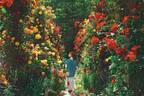 熱海のローズガーデン「アカオ フォレスト」600種4,000株のバラが咲き誇るローズフェスタ