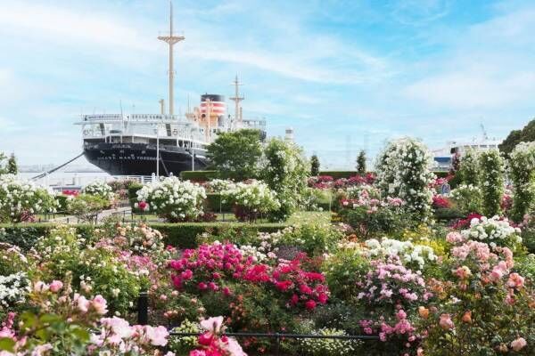 「横浜ローズウィーク」約9,000株の“バラ”が咲き誇るイベント、山下公園など市内各所で