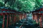 京都「貴船神社」の新緑ライトアップ、3000本の青もみじに包まれる“縁結びの神社”