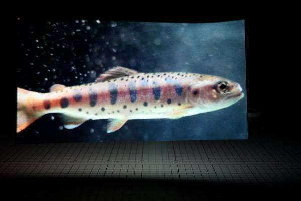 企画展「吹けば風」豊田市美術館で - 見過ごしがちな発見や驚きに着目、日本の現代作家による作品を展示