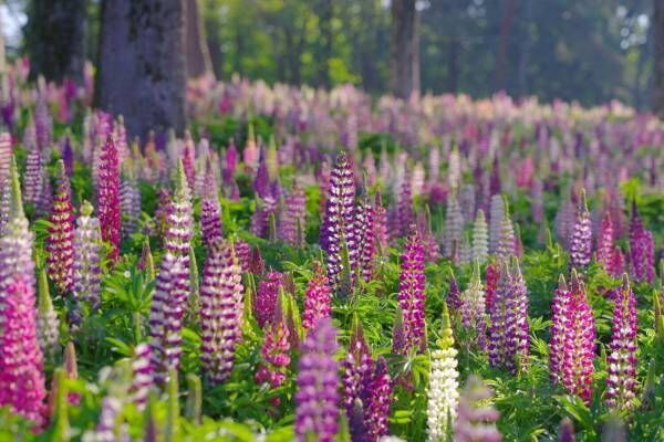 紫やピンクの幻想的な「ルピナス」約4万本が咲く花畑、埼玉・国営武蔵丘陵森林公園で