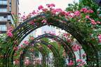 東京ガーデンテラス紀尾井町「ローズ」のイベント、青バラなど約90品種を鑑賞＆バラのアートやスイーツも