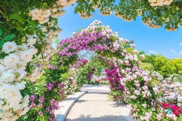 大阪・万博記念公園「春のローズフェスタ」約2,400株の春バラに包まれる“花と香り”の空間