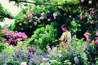 「神戸布引ハーブ園」ラベンダー＆ローズが咲き誇る初夏のフラワーイベント、花々に包まれる優雅な1日