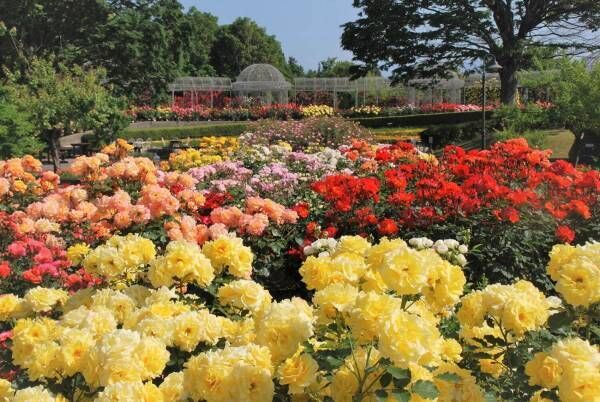 小田原フラワーガーデン「春のローズフェスタ」多彩な春バラが見ごろに、優雅な香りのバラジェラートも