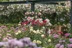 「練馬区立 四季の香 ローズガーデン」の春イベント、348品種のバラが見頃に - ローズソフトも
