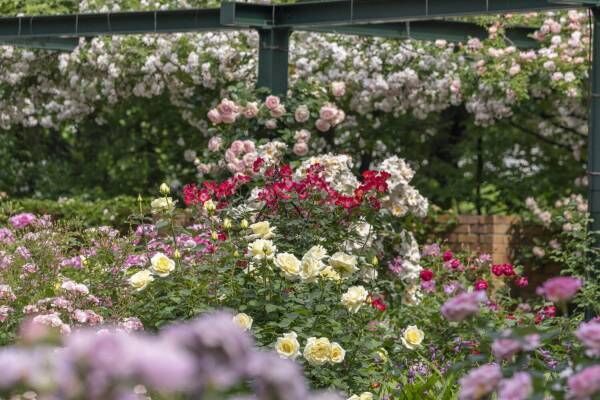 「練馬区立 四季の香 ローズガーデン」の春イベント、348品種のバラが見頃に - ローズソフトも