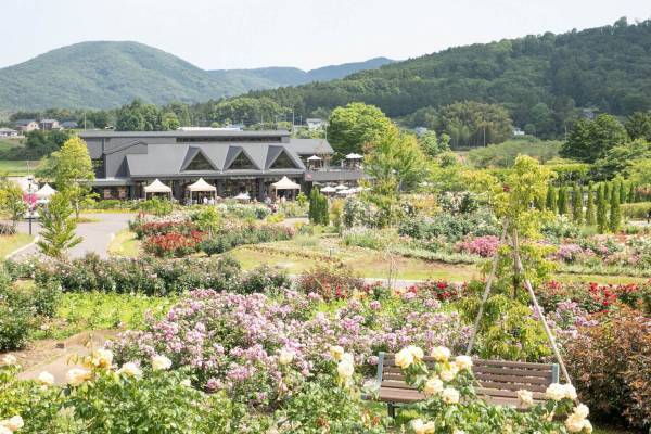 茨城「いばらきフラワーパーク」23年の春バラシーズン、900品種9,000株が園内を彩る