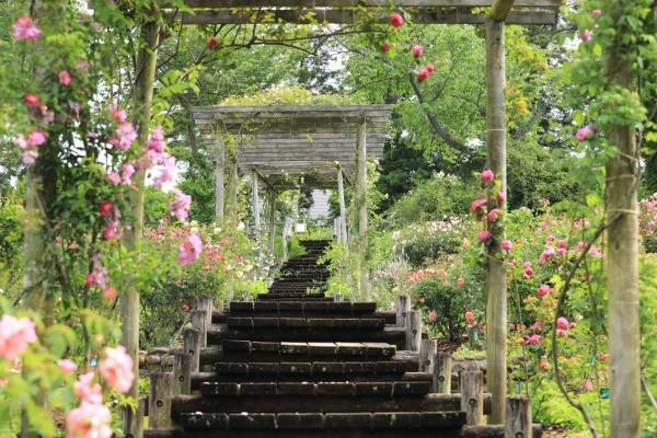 千葉「佐倉草ぶえの丘ローズフェスティバル2023」約1,250種類2,500株のバラが見ごろに