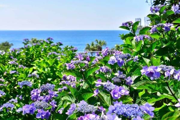 伊豆・ニューヨークランプミュージアム＆フラワーガーデン「あじさい苑」に200品種以上の紫陽花が開花