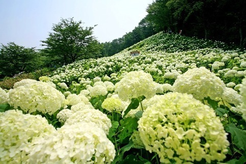 「秋川渓谷あじさいまつり 2023」わんダフルネイチャーヴィレッジ＆南沢あじさい山で開催