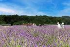 「らんざんラベンダーまつり」埼玉・嵐山で咲き誇る約22,000株のラベンダー、ソフトクリームも