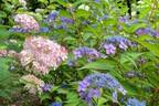 「練馬区立 四季の香(かおり)ローズガーデン」紫陽花とハーブガーデンが見頃に、初夏を彩る花々