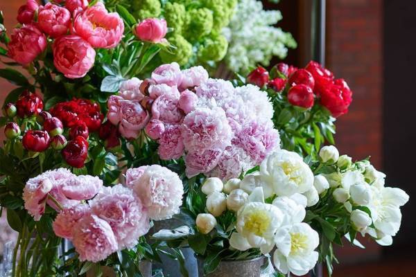 青山フラワーマーケット 南青山本店「青山シャクヤク祭り」優雅な芍薬が集結、相性の良い北欧花瓶も