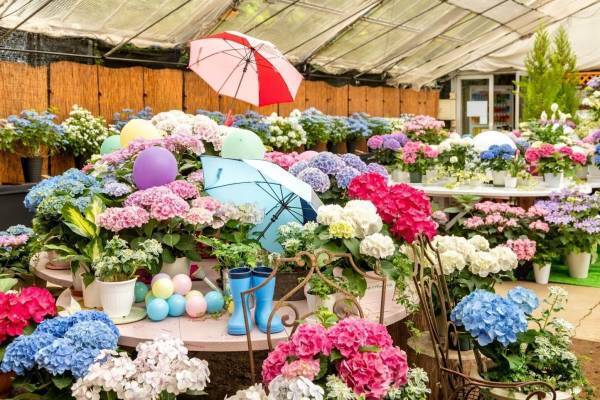 箱根強羅公園「あじさい展」約50種を展示＆販売、あじさいスイーツやバタフライピーティーも