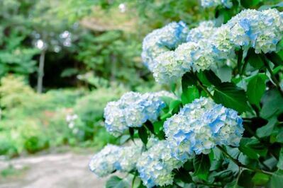 神戸・ROKKO森の音ミュージアム“アジサイ＆ユリ”が見頃に、美しい花々が咲き誇る夏イベント