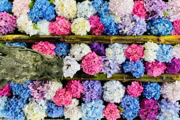 “花手水の寺”柳谷観音で「あじさいウイーク」京都最大規模約5,000株、あじさいが浮かぶ龍手水も