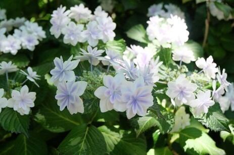 静岡・三島スカイウォーク「あじさい祭」205品種13,000株が開花、紫陽花モチーフのスイーツも