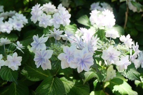 静岡・三島スカイウォーク「あじさい祭」205品種13,000株が開花、紫陽花モチーフのスイーツも