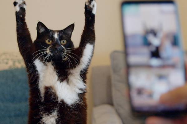 ドキュメンタリー映画『猫と、とうさん』愛猫とともに“試練の年”を乗り越えた男たちの記録