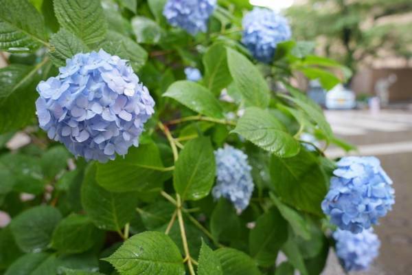 赤坂アークヒルズ“約40種のアジサイ”が見頃に、スペイン坂やアークガーデン各所で