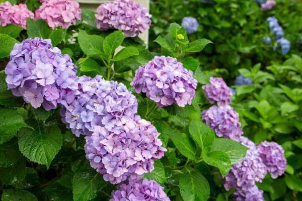 川崎のあじさい“穴場”スポット「長尾山 妙楽寺」約1,000株28種のあじさいが見頃に