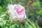 神戸・ROKKO森の音ミュージアム「バラ」が見頃に、色とりどりの美しいバラが咲き誇る