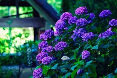 神戸布引ハーブ園「アジサイ」が見頃に、“約1,500株”の鮮やかなアジサイが咲き誇る
