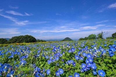 広島・フラワーヴィレッジ 花夢の里「ヘブンリーブルーの丘」14万輪の西洋アサガオが咲き誇る夏イベント