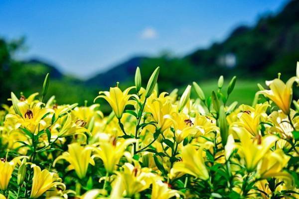 神戸布引ハーブ園「ユリ」が見頃に、“約1万球”の鮮やかなユリが咲き誇るフラワーイベント