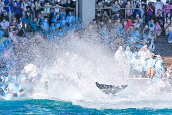 鴨川シーワールドの夏イベント「サマースプラッシュ」ずぶぬれ必至！シャチの豪快パフォーマンス