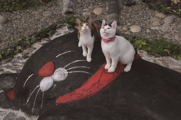 「写真展 岩合光昭の日本ねこ歩き」阪急うめだ本店で、国内各地の“ねこ写真”新作多数