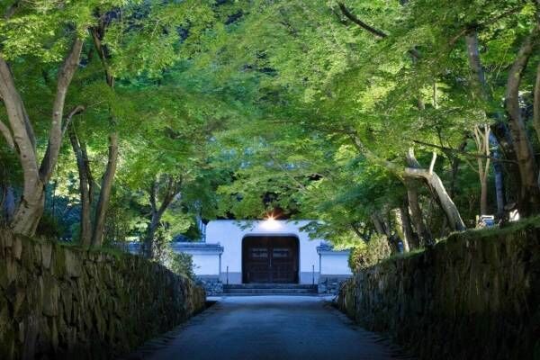 京都「興聖寺・琴坂」でネイキッドの青紅葉ライトアップ、源氏物語の一節を体験できるアートも