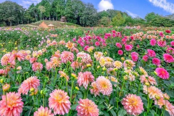 広島・世羅高原農場「ダリアとガーデンマム祭」ダリア7,500株＆ガーデンマム13,000株が見頃に