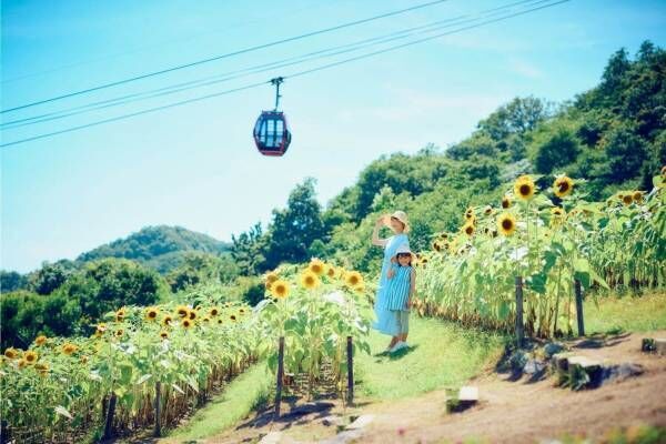 「神戸布引ハーブ園／ロープウェイ」が夏のリゾートに！ひまわり畑が出現、夜景＆イルミネーション鑑賞も