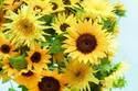 青山フラワーマーケット 南青山本店「青山ヒマワリ祭り」鮮度抜群のヒマワリを販売、花瓶や限定スイーツも