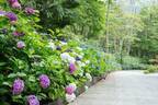 強羅「ニコライ バーグマン 箱根 ガーデンズ」にアジサイシーズン到来、約2,000株が満開に