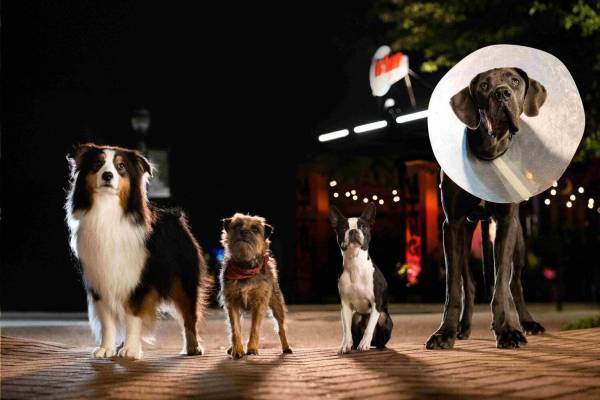 映画『スラムドッグス』捨てられた“闇堕ちワンちゃん”怒りの復讐劇、犬が主役のペットコメディ