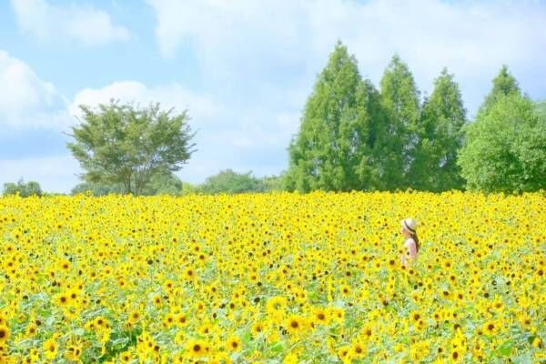 広島・世羅高原農場「ひまわりまつり」王道から白いひまわりまで60品種が見頃に、花が浮かぶプールも