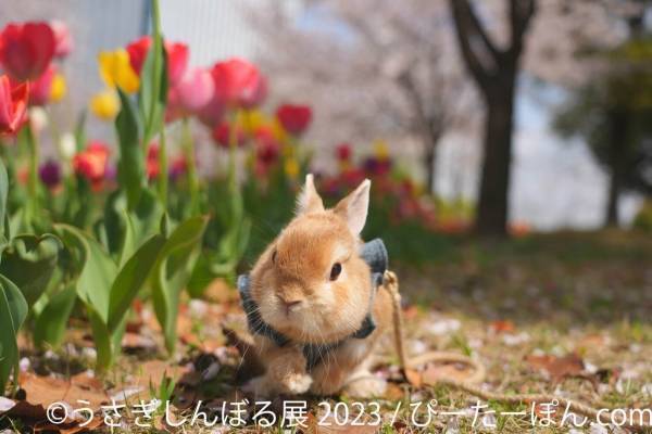 「うさぎしんぼる展 2023」東京＆名古屋で、過去最大規模のうさぎ写真300点以上＆限定グッズ販売