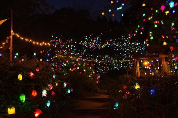 神戸・六甲山の夜間イベント「ひかりの森～夜の芸術散歩～」自然の中で楽しむ光のアート作品