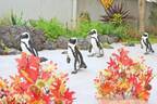 横浜・八景島シーパラダイスの秋イベント「アキパラ！」ペンギンの紅葉道パレード＆イルカショー
